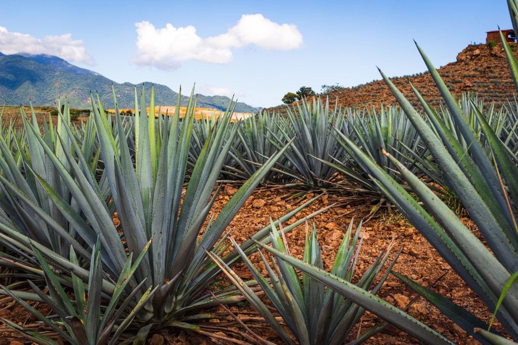 Agave Azul, el único con el que puede elaborarse el tequila. 