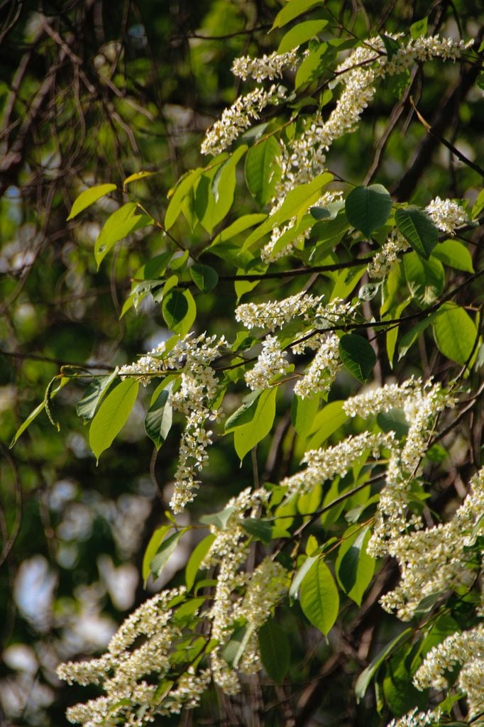 Prunus padus o cerezo de racimos