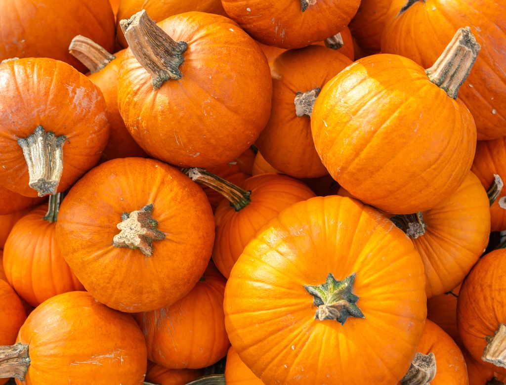 Calabaza, un fruto típicamente otoñal. 