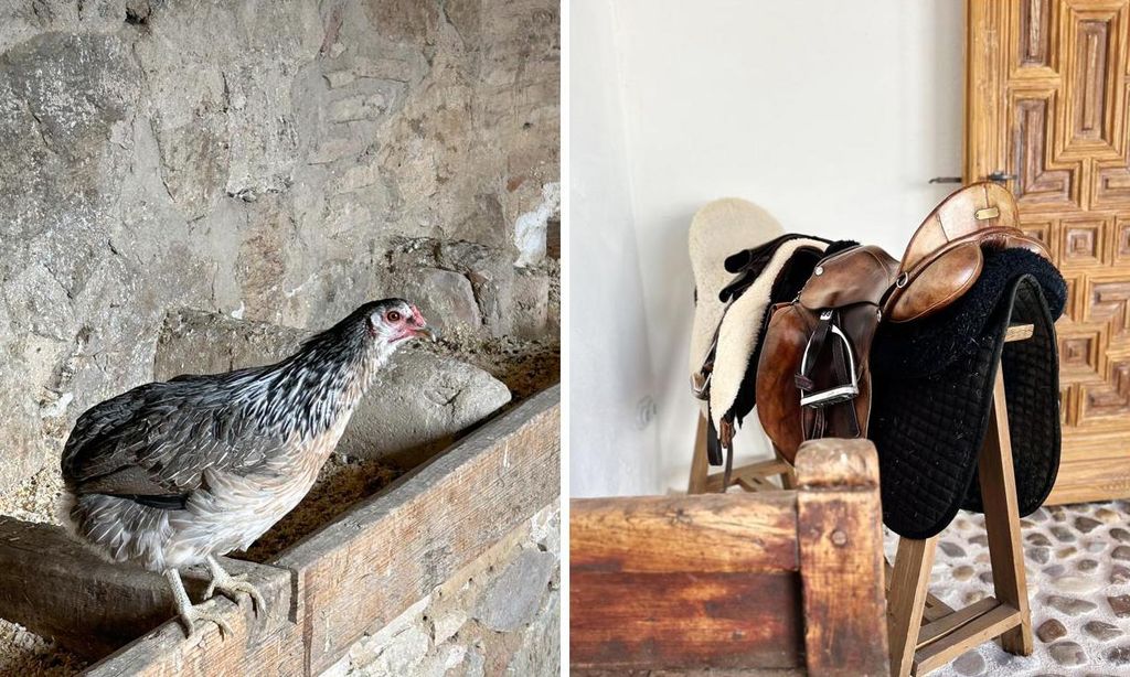 Mi gallina araucana famosa por poner huevos azules-Collage-U81858654541ejq
