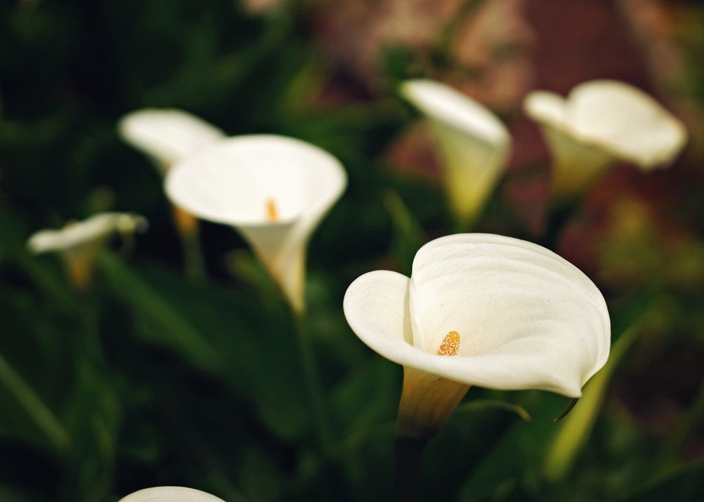 Calas blancas