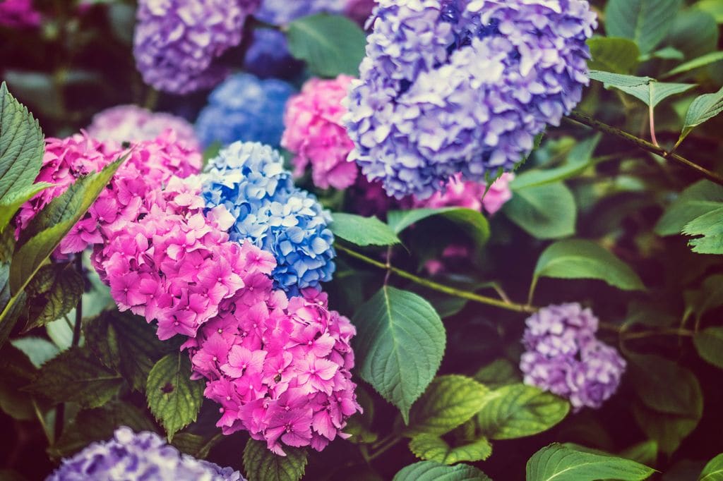 Hortensias ('Hydrangea')