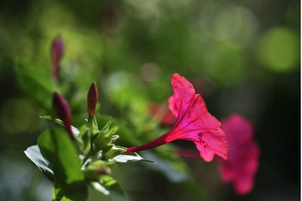 Mirabilis Jalapa o Don Diego de noche