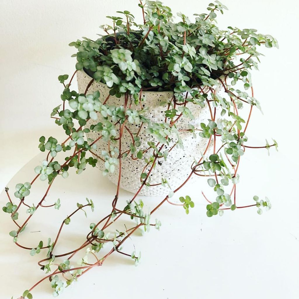 Pilea glauca