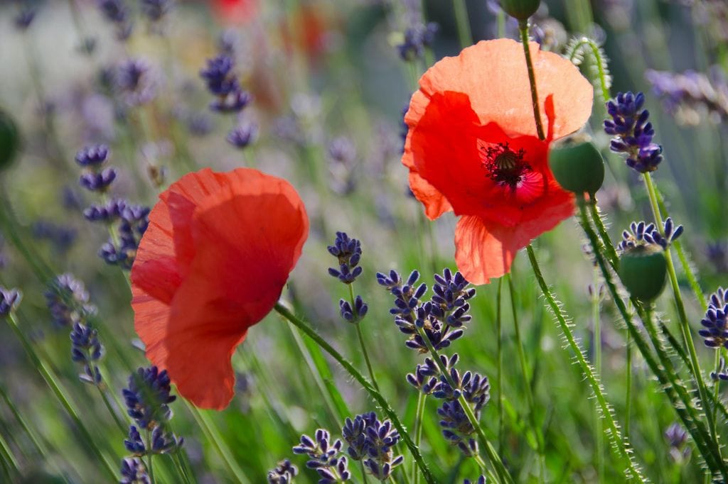 Amapola o Papaver