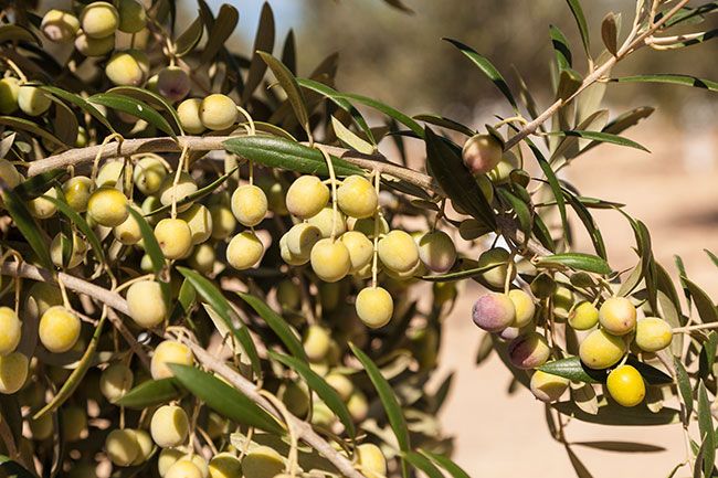 Aceite de oliva
