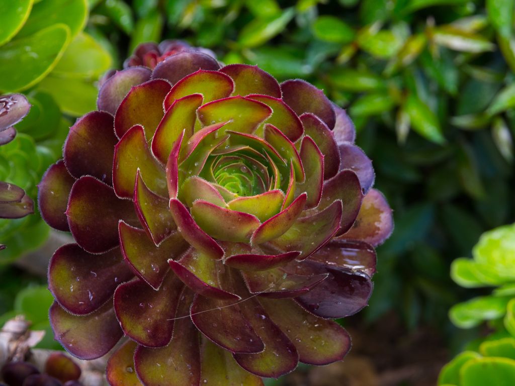 Siempreviva Rosa Negra 