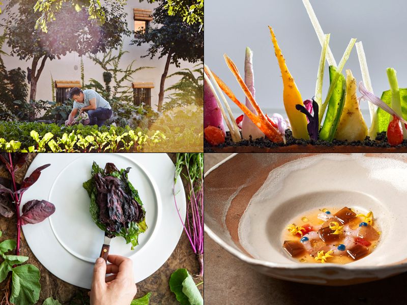 mundo-vegetal