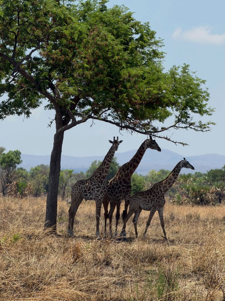 Han podido ver a gran parte de la fauna que allí reside