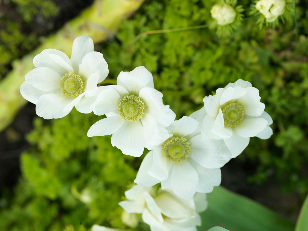 'Anemone coronaria', una planta bulbosa de floración primaveral