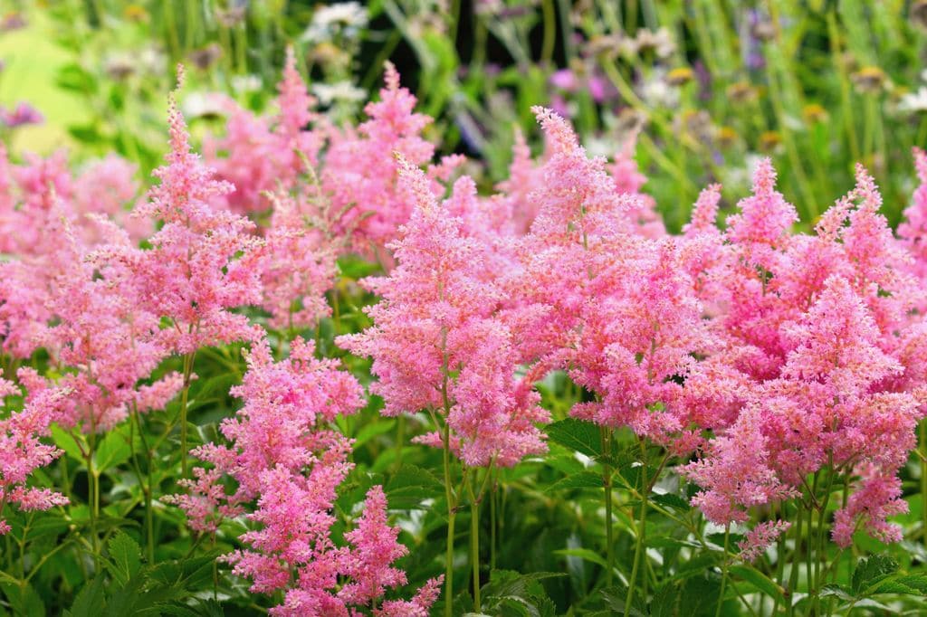 Astilbes rosas.