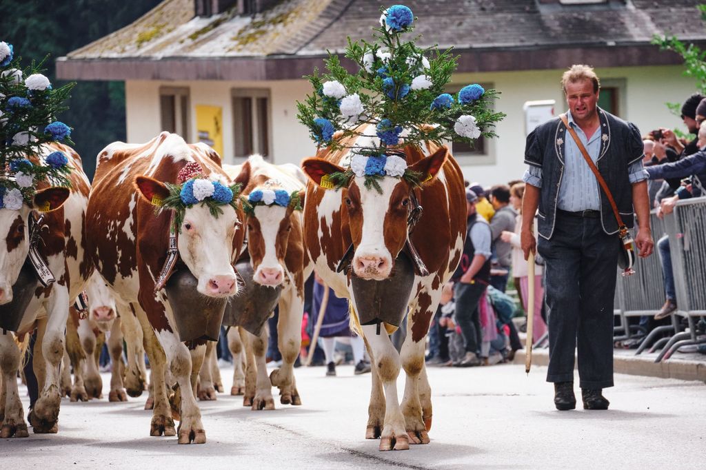 Fiesta del Désalpe en Charmey, Suiza