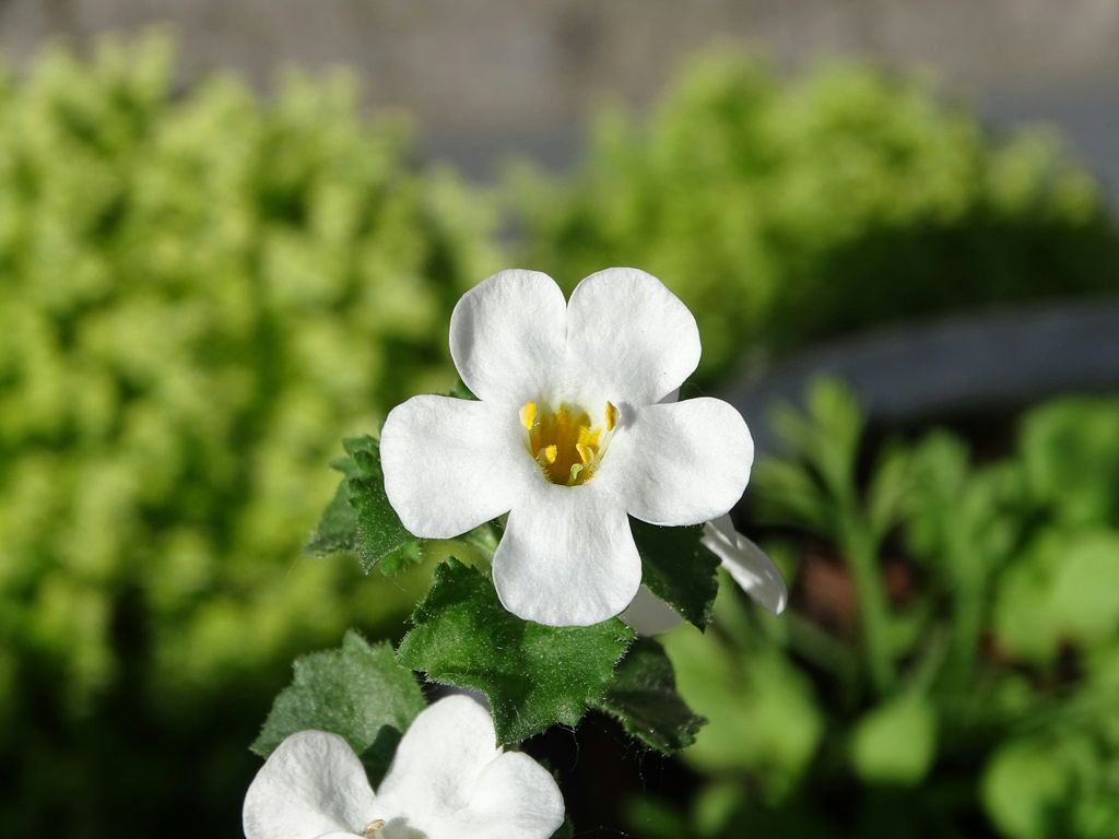 Flor de bacopa