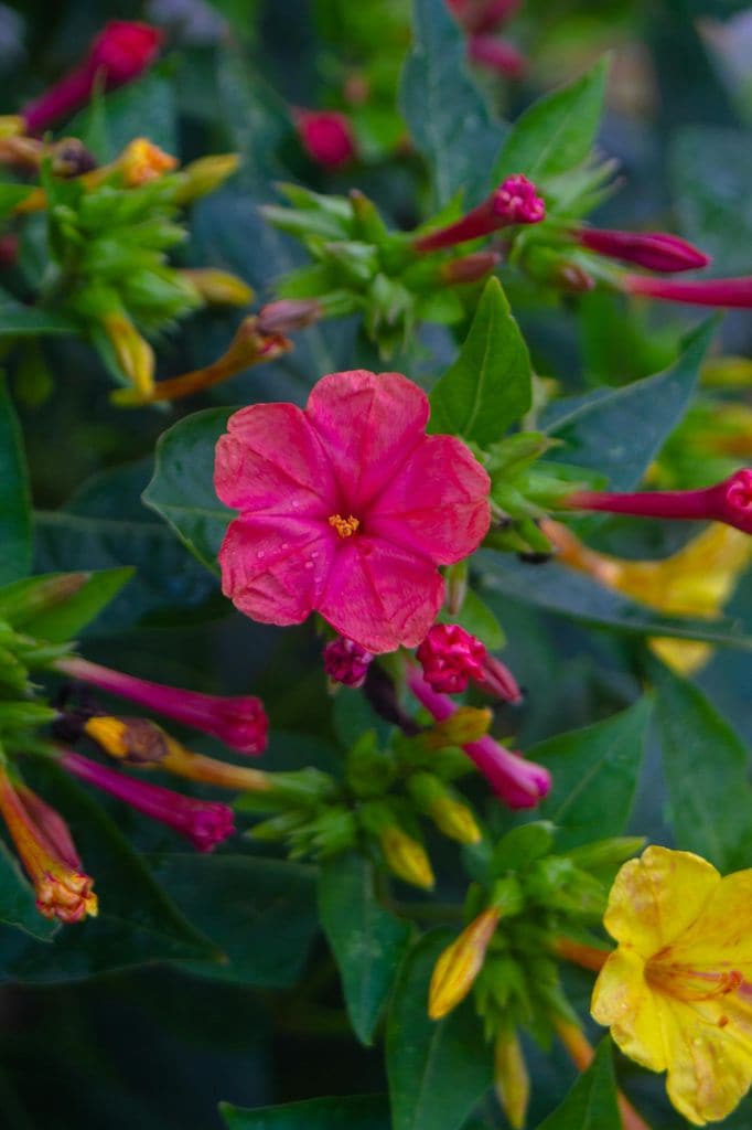 Mirabilis Jalapa o Don Diego de noche