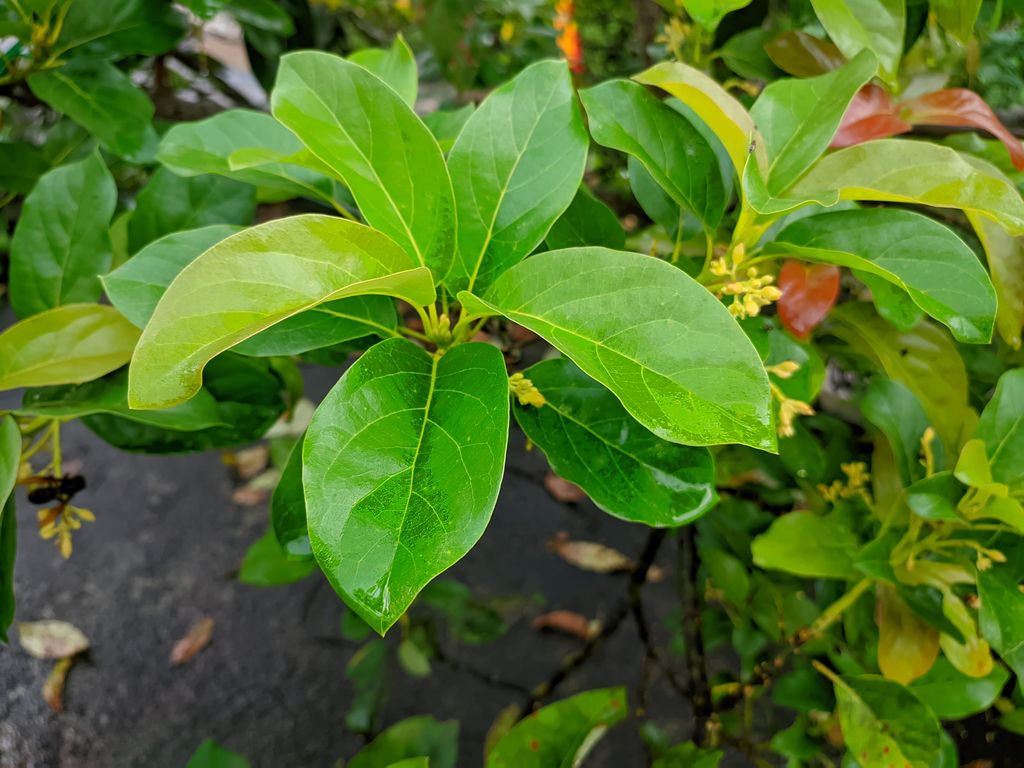 Planta de aguacate