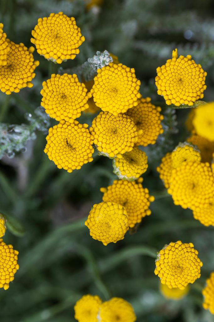 Detalle de las flores amarillas en forma de botón de la santolina (‘Santolina chamaecyparissus’)