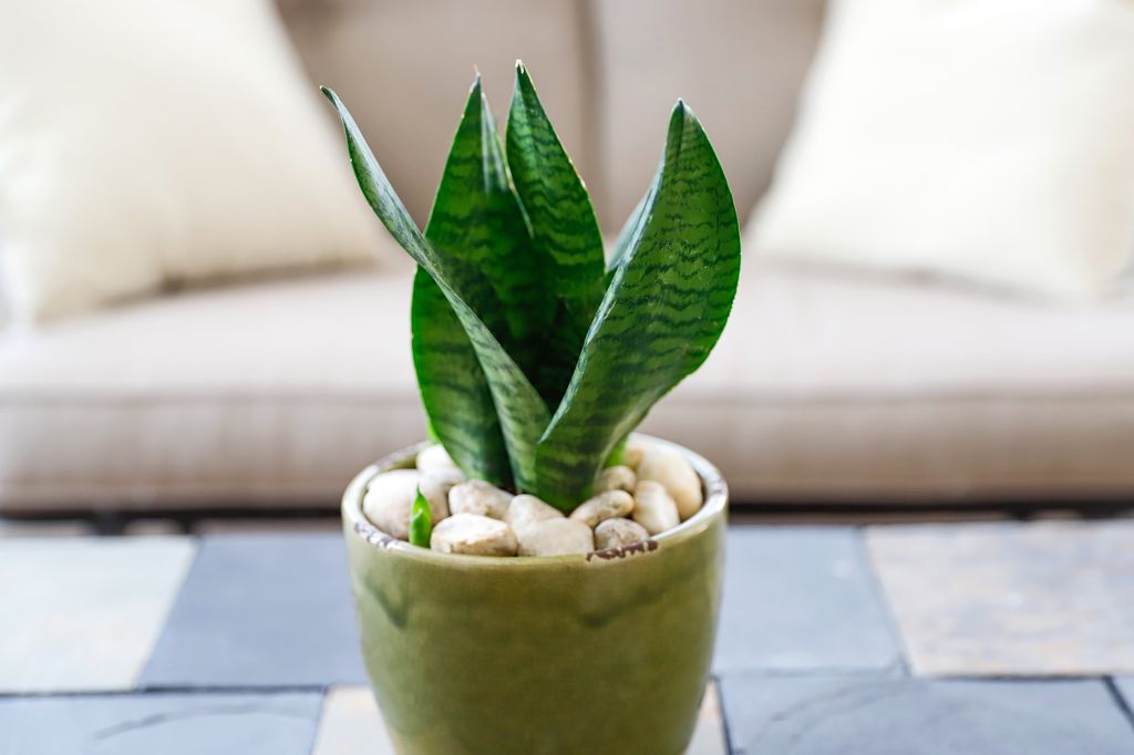 Planta en casa