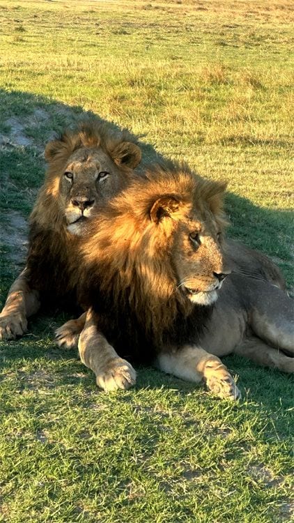Los leones del delta del Okavango