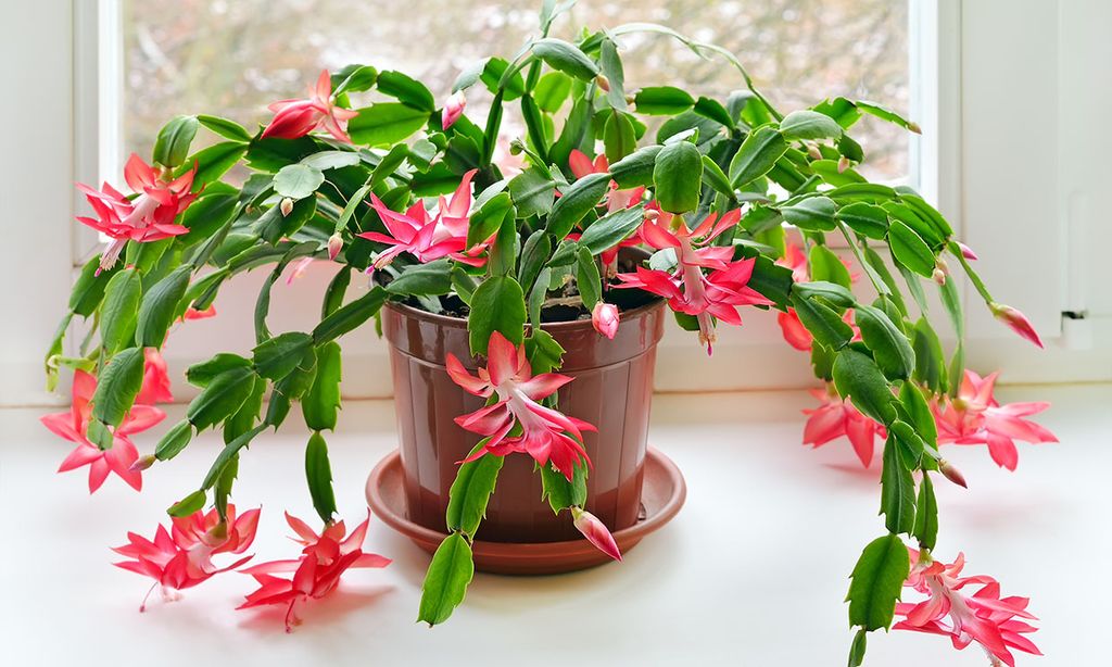 cactus navidad