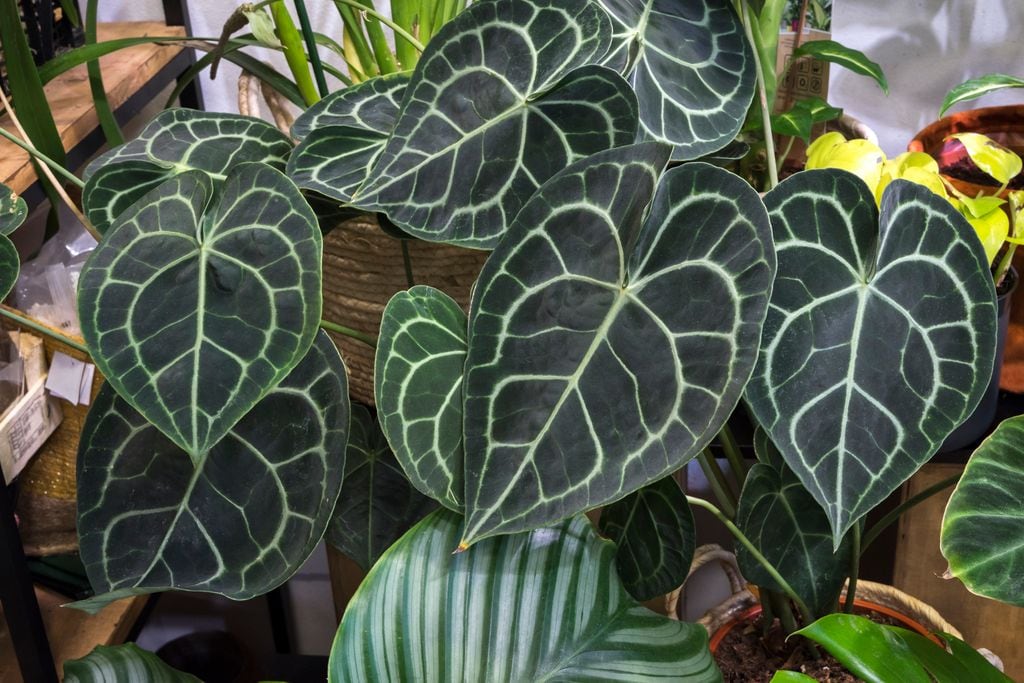Anthurium Clarinervium