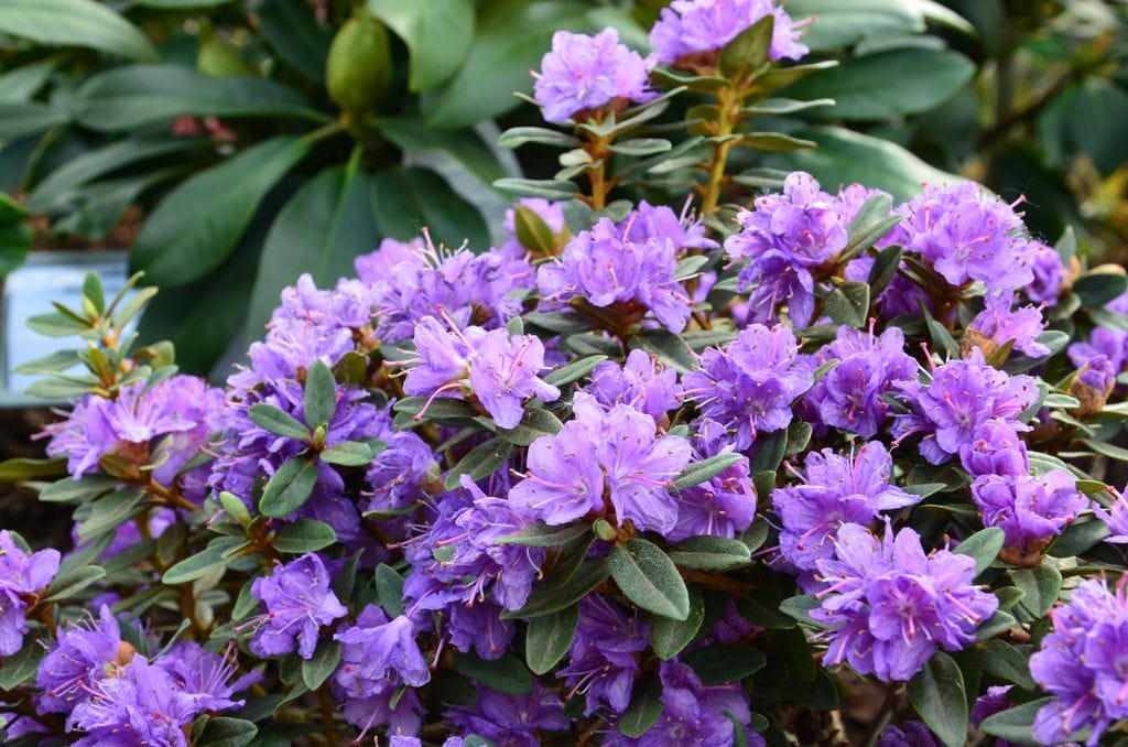 Rododendro