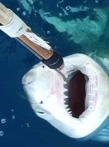 El ejemplar juvenil de tiburón blanco fue capturado accidentalmente en abril de 2023 a unas 20 millas náuticas de la costa de Alicante, según el Instituto Español de Oceanografía (IEO-CSIC).