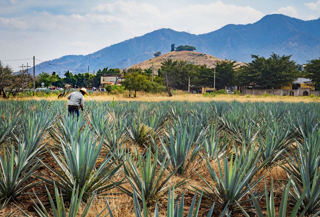 Los jimadores se encargan de recolectar el agave.