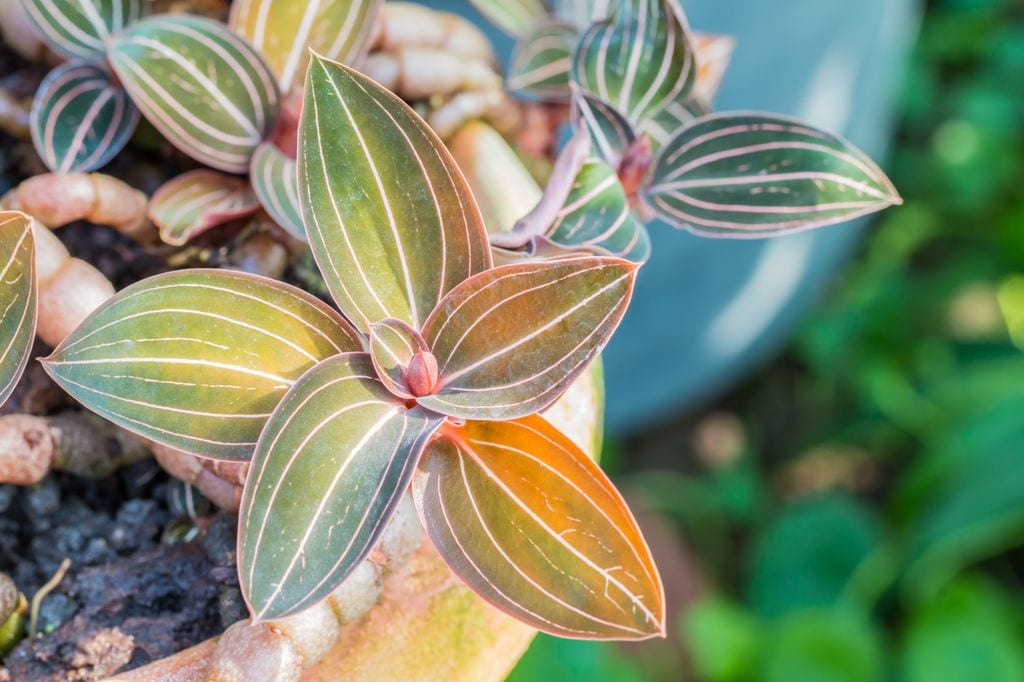 Ludisia discolor o orquídea joya