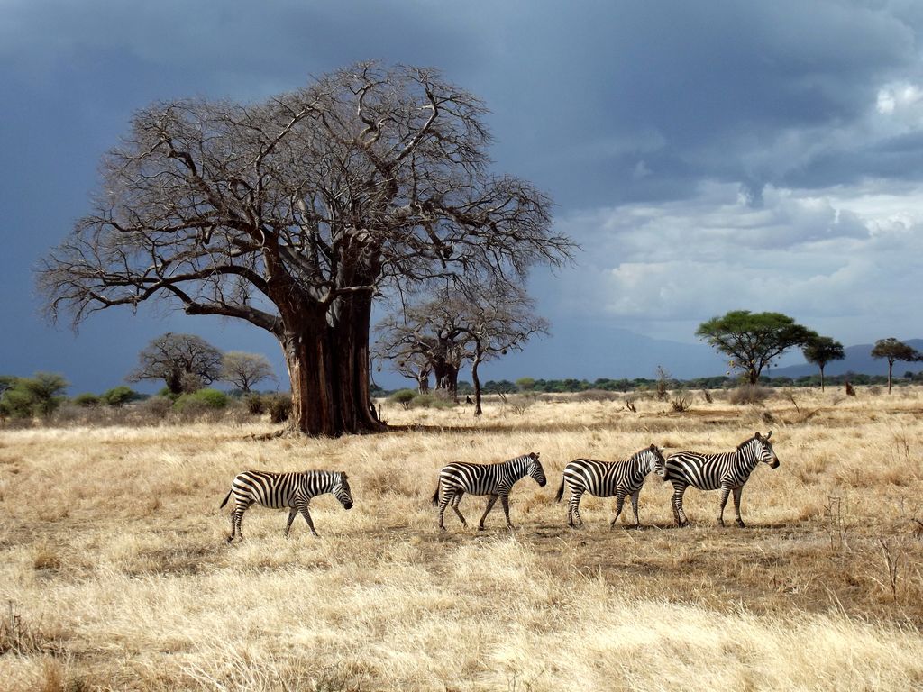 Cebras y otros animales de la sabana encuentran en el baobab sombra, refugio y, en ocasiones, hasta agua si la sequía es larga