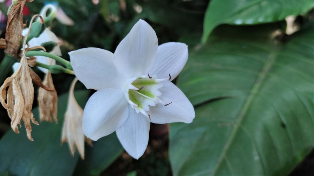 Eucharis amazonica