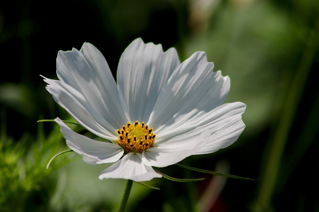 Flor blanca del cosmos