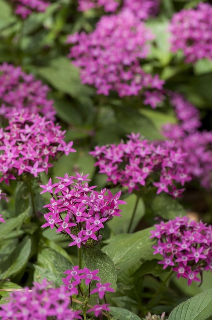Pentas lanceolata