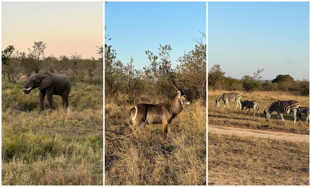 tamara falc e inigo onieva en su luna de miel en sud frica