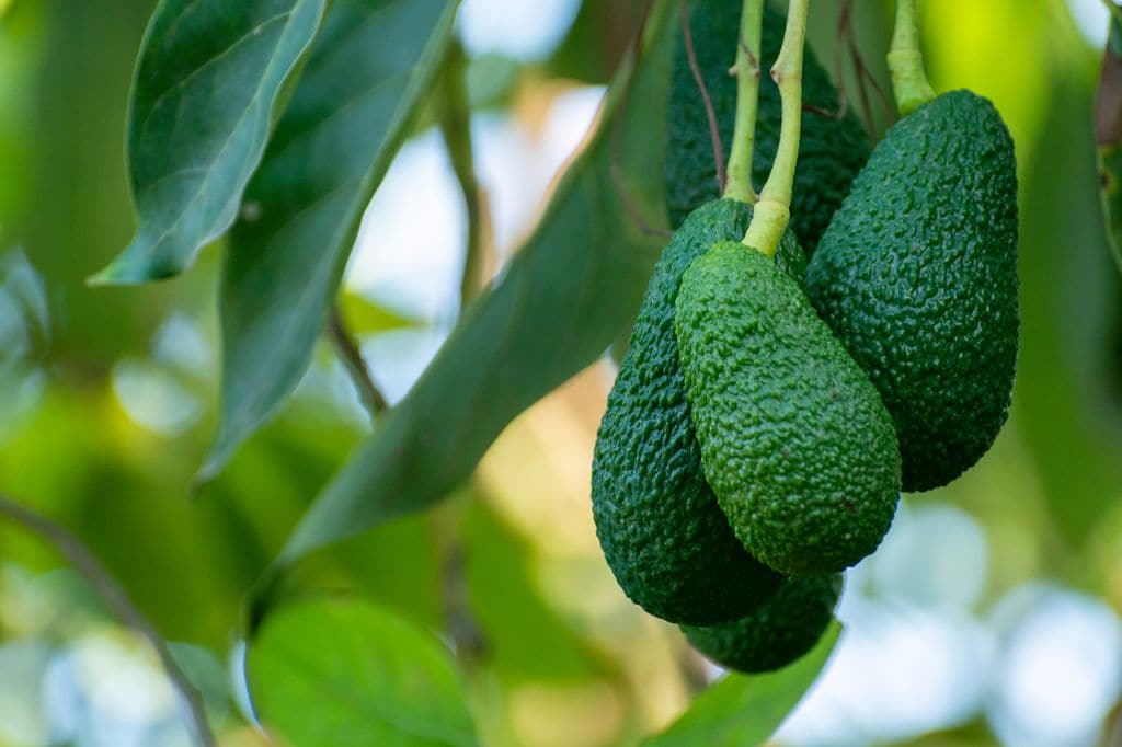 Aguacates en el árbol