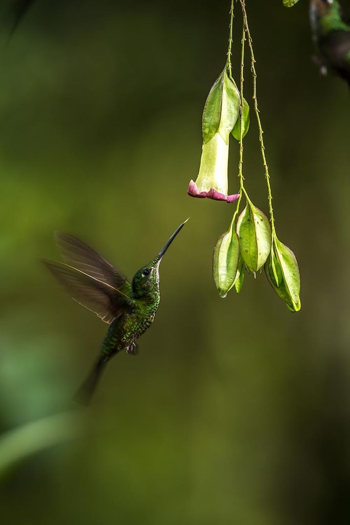 ecuador-choco-bosque-pajaro