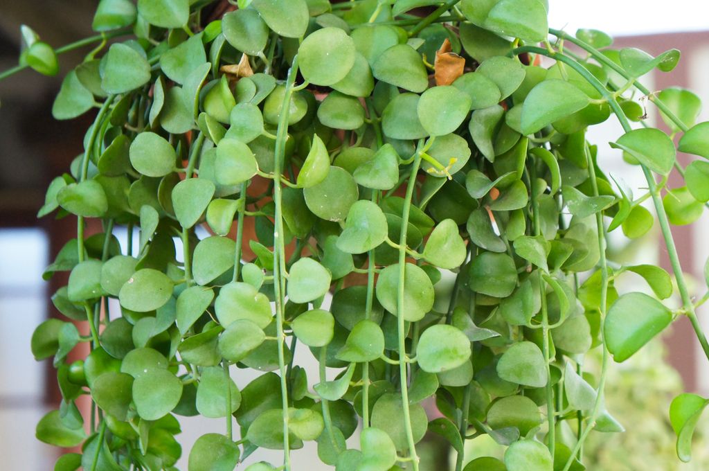 Hermosa planta colgante con hojas carnosas aunque no se trata de una suculenta: cadena de monedas (‘Dischidia nummularia’)