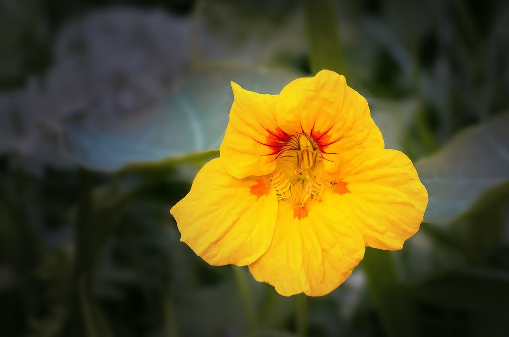Capuchina flor amarilla