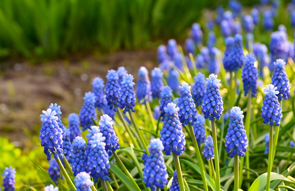 Muscari.