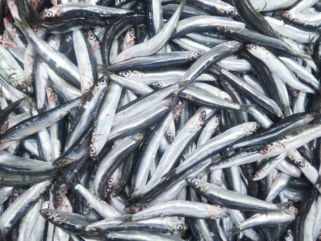 La frescura del pescado es el primer paso para conseguir unos boquerones a la andaluza con una textura jugosa y una fritura perfecta.