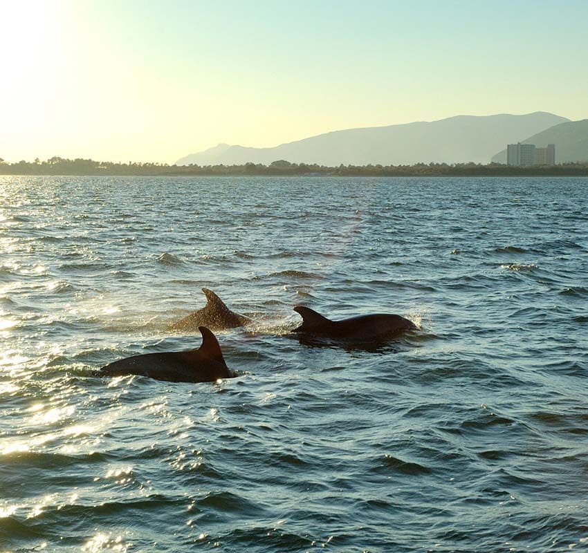 Delfines en el estuario del Sado, Portugal