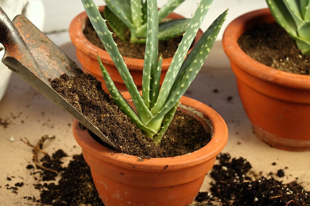 Esquejes de aloe vera