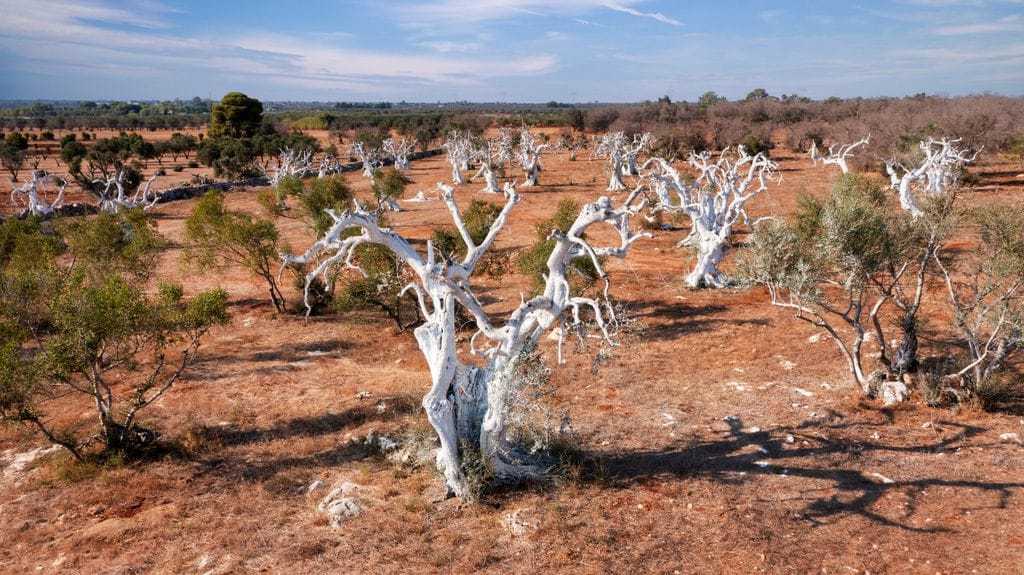Olivos italianos afectados por la Xylella fastidiosa