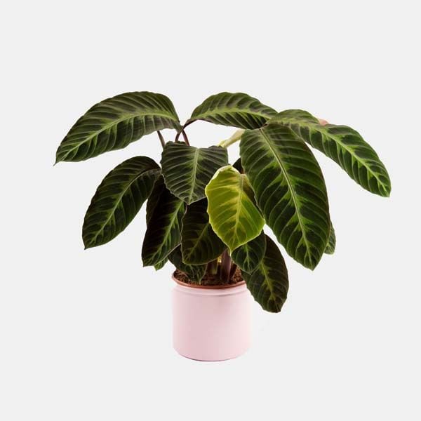 planta regalo colvin