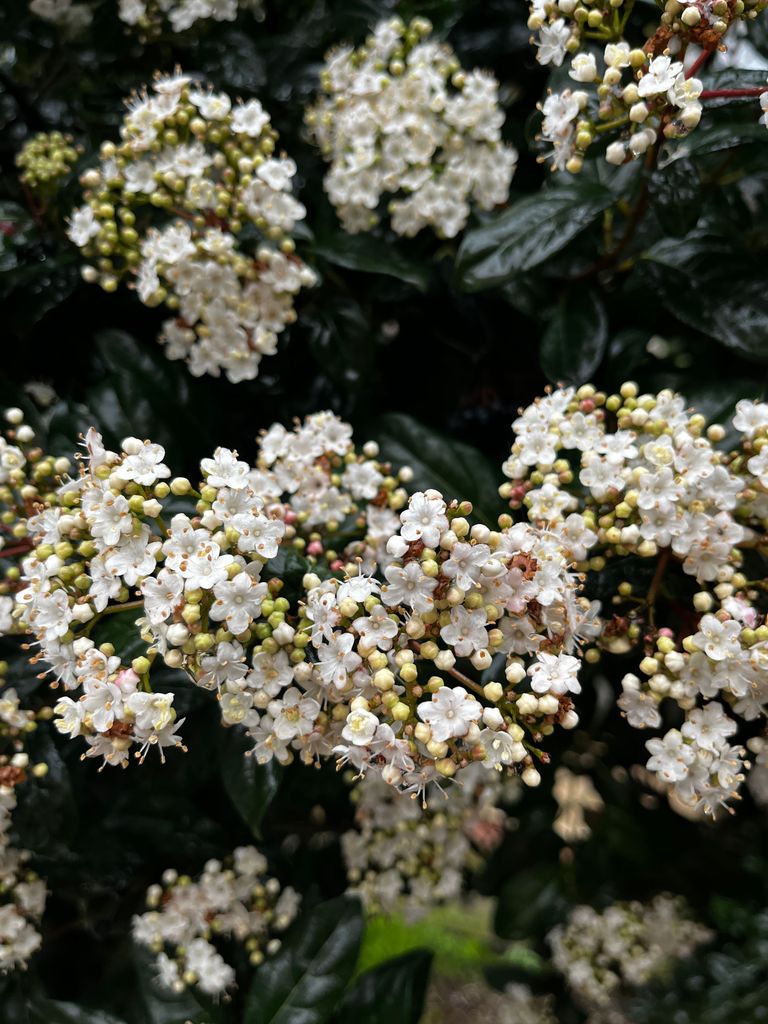 El durillo produce racimos de flores blancas a partir de capullos rosados