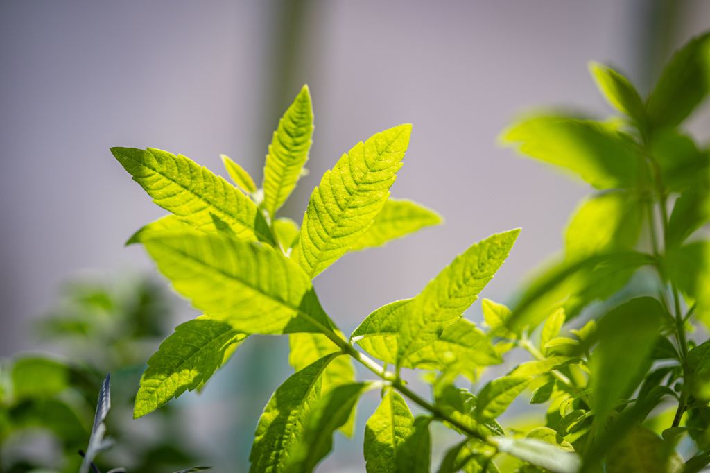 Hojas de la hierbaluisa (‘Aloysia citrodora’), lanceoloadas, de color verde claro y con un fuerte olor a limón al frotarlas