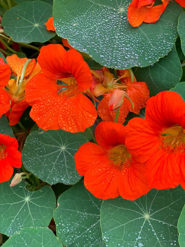 La capuchina (‘Tropaeolum majus’) es una flor que ejerce como barrera contra los pulgones