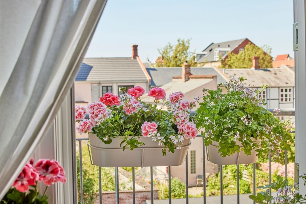 Balcón con dos variedades de geranios ('Pelargonium')