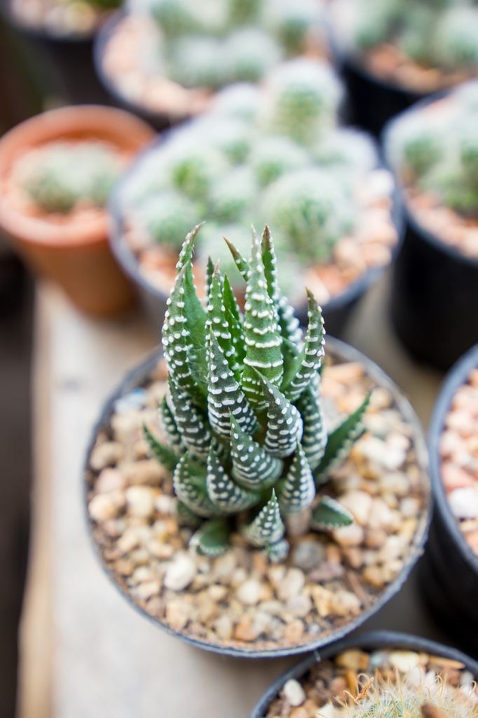 Haworthiopsis attenuata o planta cebra