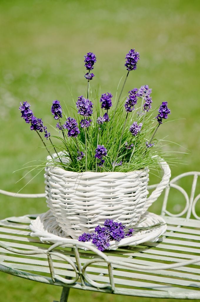 Lavanda en maceta.