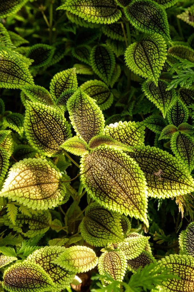 Pilea involucrata